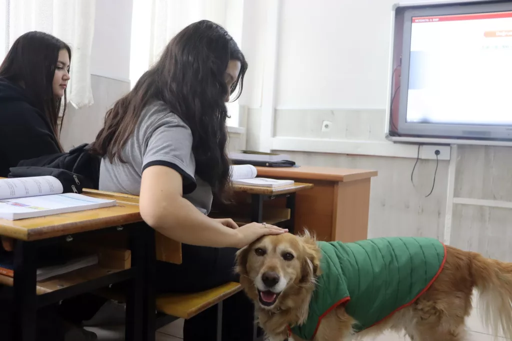 ÖĞRENCİLERİN PEŞİNE TAKILAN FINDIK, OKULUN MASKOTU OLDU MÜDÜR YARDIMCISININ ODASINDA DİNLENİYOR, SINIFLARA GİREREK ÖĞRENCİLERLE BERABER DERSE KATILIYOR MÜDÜR YARDIMCISI SERKAN SONUÇ: "FINDIK, ÖĞRENCİLERİMİZE AYRI BİR DUYGU KATIYOR"