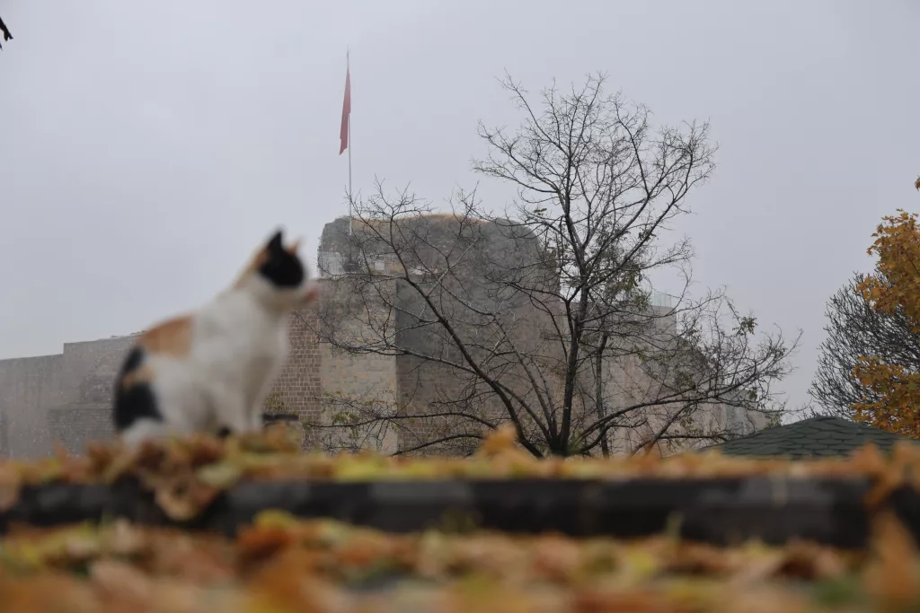 MEDENİYETLER BEŞİĞİ HARPUT'TA 'KEDİLİ' MANZARALAR