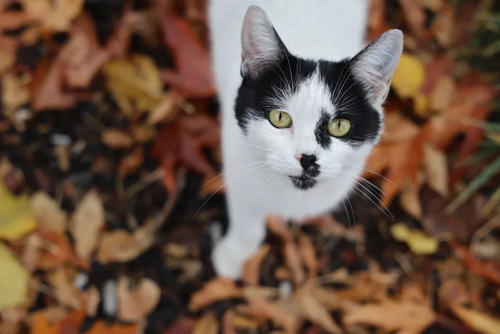 MEDENİYETLER BEŞİĞİ HARPUT'TA 'KEDİLİ' MANZARALAR