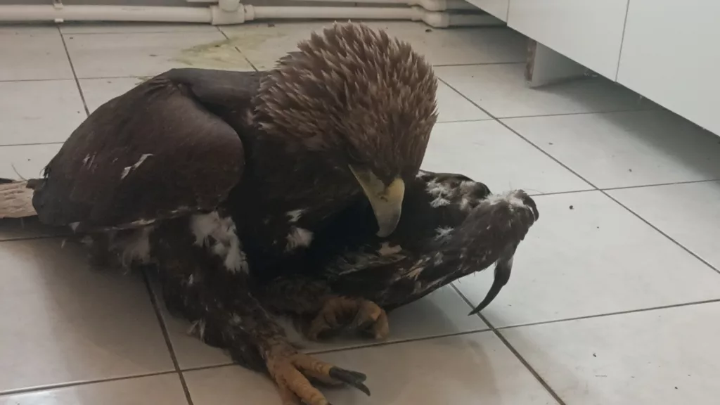 SİVAS'TA BULUNAN YARALI KAYA KARTALI TEDAVİ ALTINA ALINDI