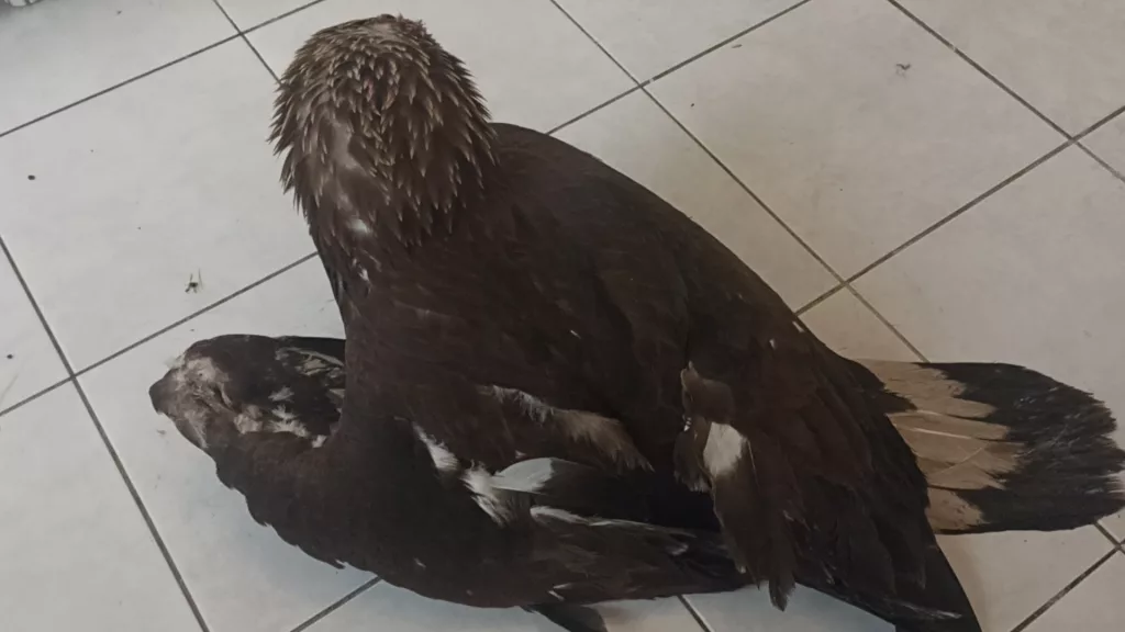 SİVAS'TA BULUNAN YARALI KAYA KARTALI TEDAVİ ALTINA ALINDI