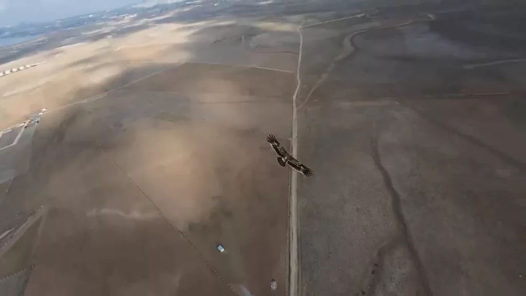 ÇEKİM YAPAN DRON ŞAHİNİN RADARINA TAKILDI