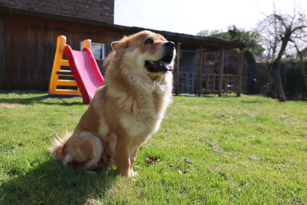 ALMANYA'DA KÖPEK VERGİLERİ 2025 YILINDA ARTTI