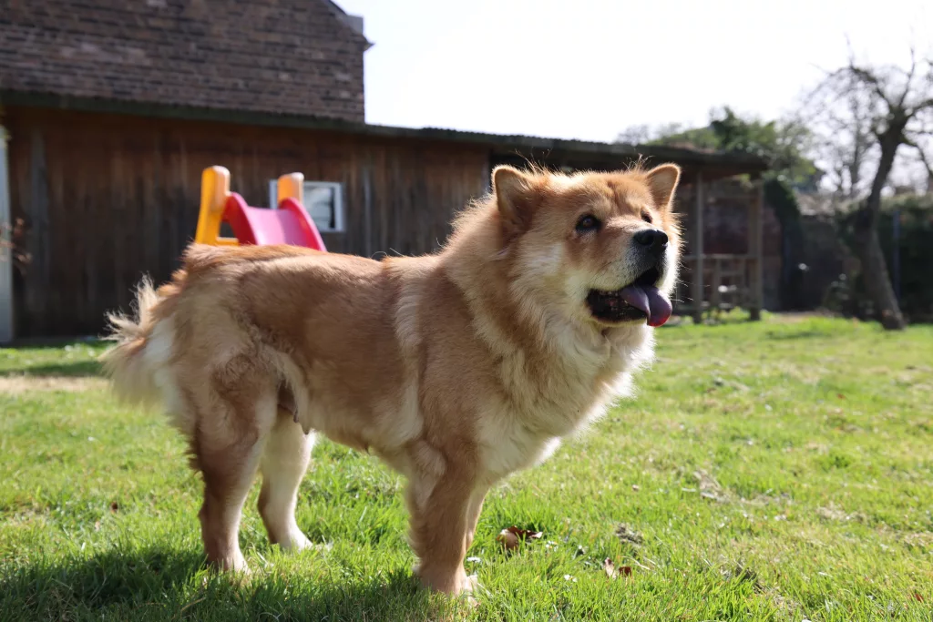 ALMANYA'DA KÖPEK VERGİLERİ 2025 YILINDA ARTTI