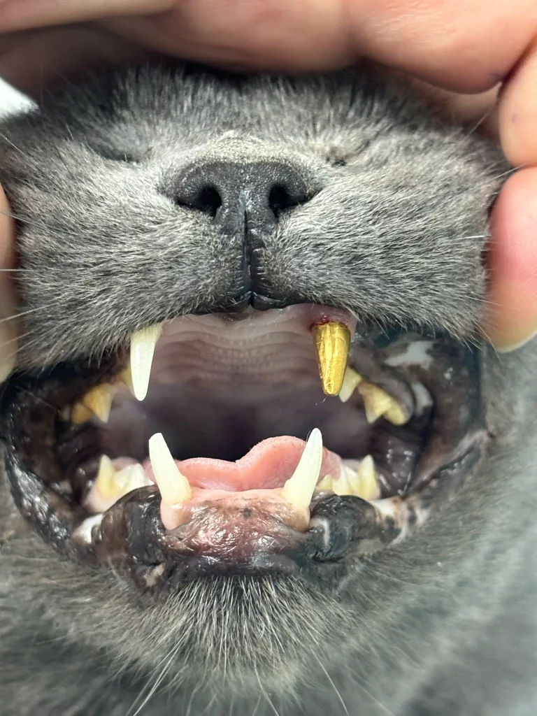 ZONGULDAK'TA KEDİYE ALTIN DİŞ YAPILDI