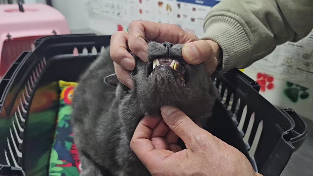 ZONGULDAK'TA KEDİYE ALTIN DİŞ YAPILDI