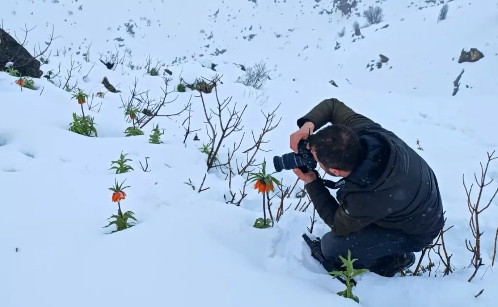 TERS LALELERİN KAR ÖRTÜSÜYLE MUHTEŞEM GÖRÜNTÜSÜ DOĞA FOTOĞRAFÇILARI KAR ÖRTÜSÜNÜN ALTINDA KALAN TERS LALELERİ FOTOĞRAFLADI