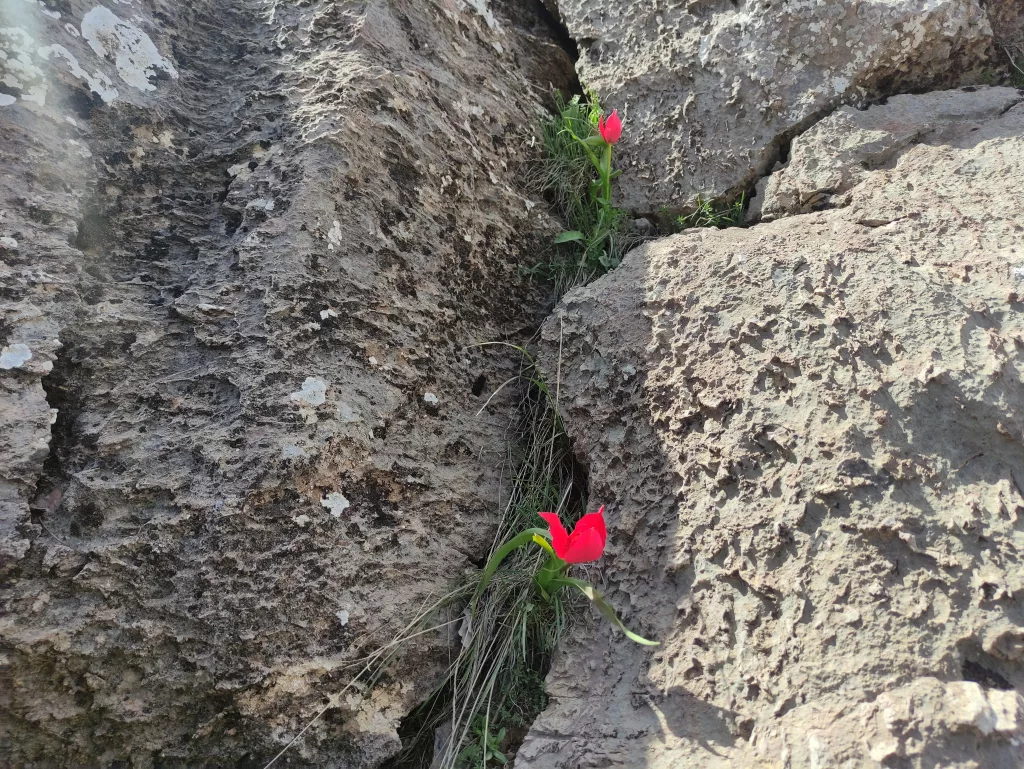 MUŞ 1071 LALESİ SASON DAĞLARINI KIRMIZIYA BÜRÜDÜ