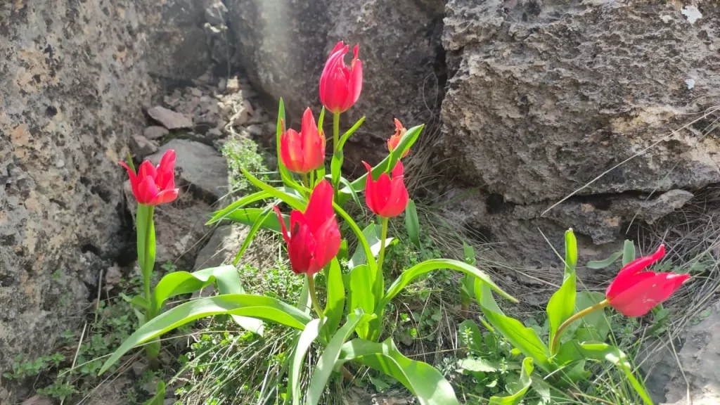 MUŞ 1071 LALESİ SASON DAĞLARINI KIRMIZIYA BÜRÜDÜ