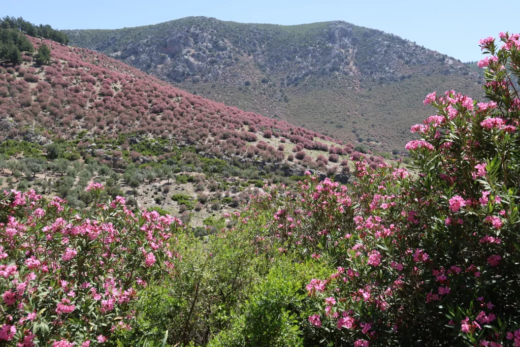 ADANA'DA DAĞLAR ZAKKUMLARIN ÇİÇEK AÇMASIYLA PEMBEYE BOYANDI