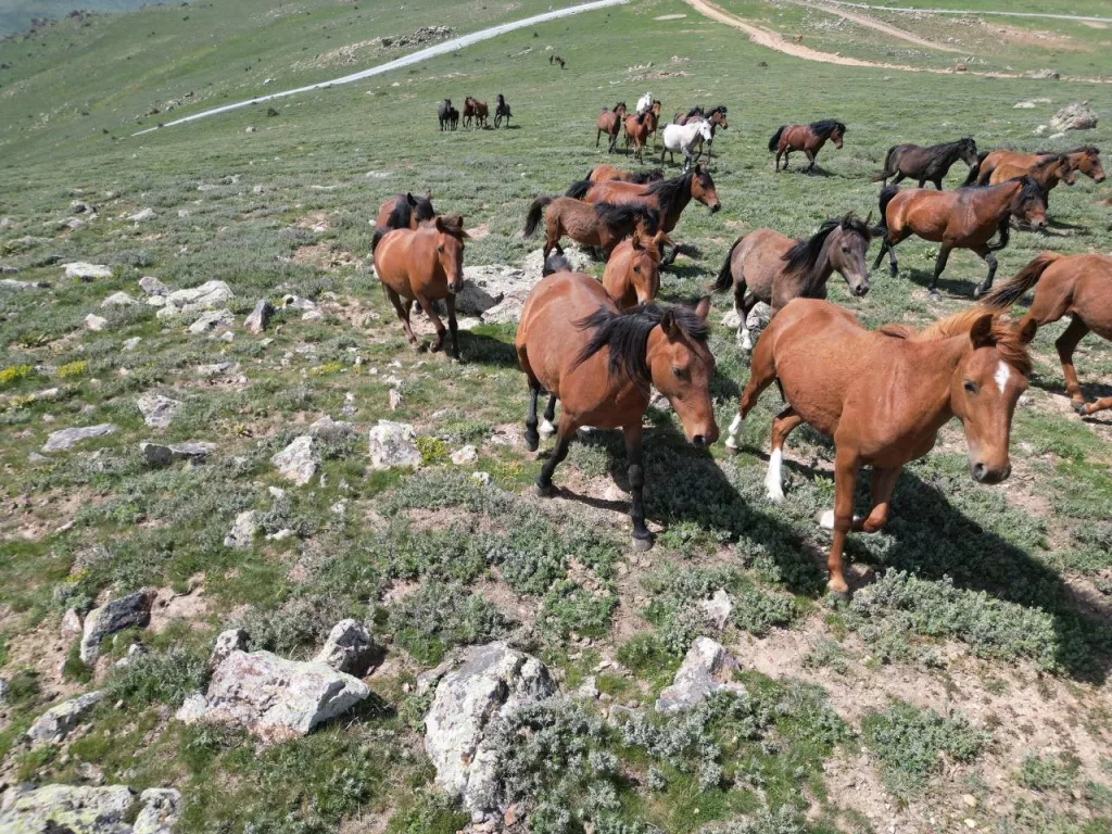 YAYLADAN AŞAĞI İNEN YILKI ATLARI DRON İLE GÖRÜNTÜLENDİ