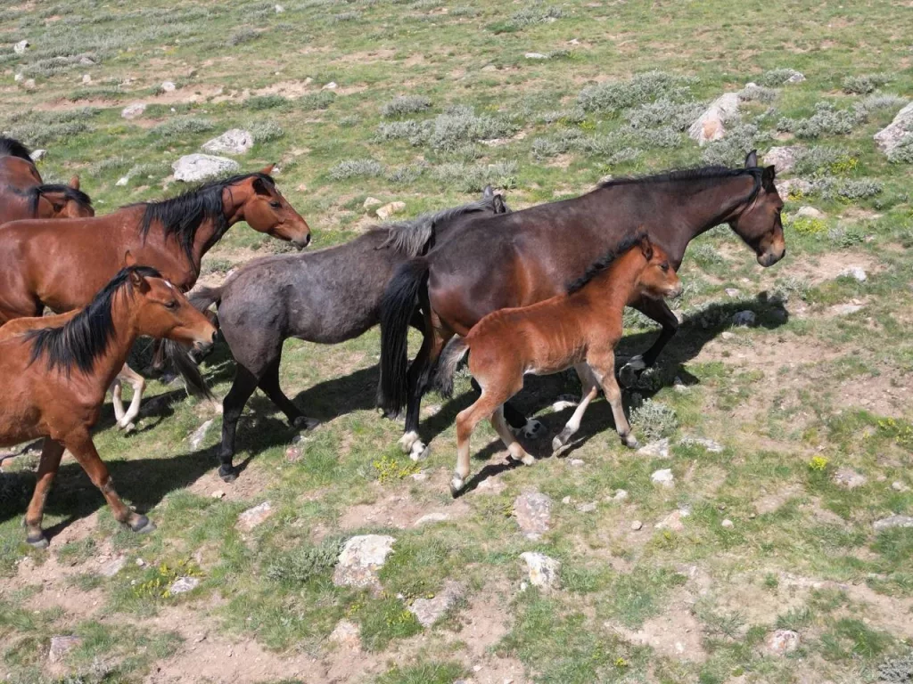 YAYLADAN AŞAĞI İNEN YILKI ATLARI DRON İLE GÖRÜNTÜLENDİ