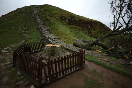 Two Men Jailed in England for Cutting Down Iconic Sycamore Gap Tree